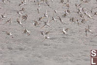 Western Sandpipers Flying Away