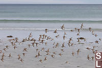 Western Sandpipers Flying By
