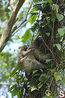 Three Toed Sloth And Baby