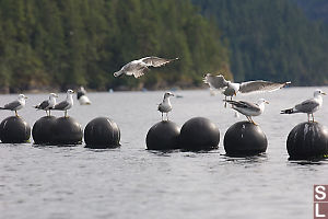 Gulls On Oyster Farm Floats
