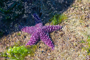 Purple Sea Star Coming Out Of Shadow