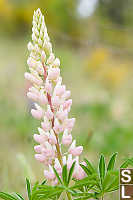 Soft Pink Lupine