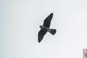 Peregrine Falcon Overhead