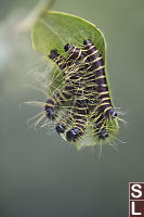 Five Caterpillars Sharing Leaf