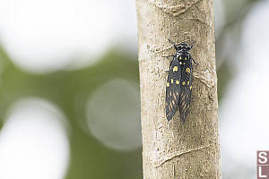 Speckled Black Cicada