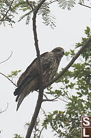 Black Eared Kite Perched