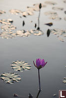 Lotus Flower At Sunset
