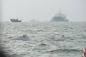 Two Dorsal Fins