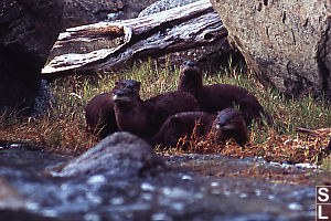 Four Otters