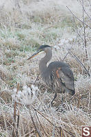 Great Blue Heron In The Frost