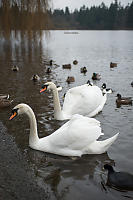Mute Swans Looking For Seed