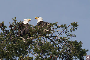 Two Eagles On A Lookout Tree