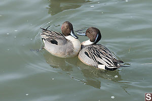 Two Pintails In Disagreement