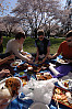 Lunch under Sakura