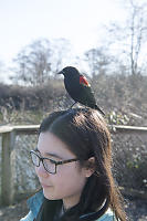 Blackbird On Naras Head