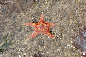 Leather Star In Shallow Water