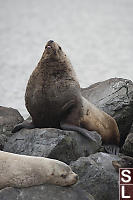 Steller Sea Lion Sticking Its Tongue Out