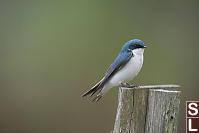 Tree Swallow On Old Nestbox
