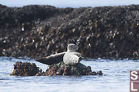 Dry Seals On Rock