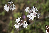 Smallflower Woodland Star