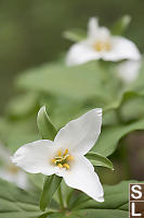 Trillium Front And Back