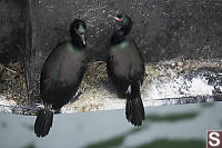 Two Pelagic Cormorants On Beam