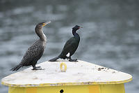 Two Species Of Cormorants Together