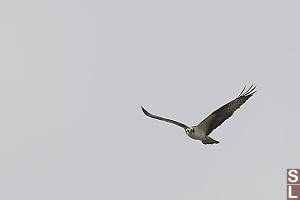 Osprey Gliding