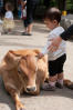 Nara With A Calf