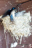 Barn Swallow Inspecting Nest