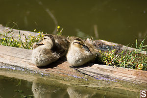 Two Mallard Chicks On Log