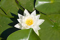 White Pond Lily