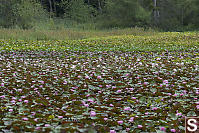 Beaver Lake Full Of Lilies