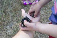 Claira Taking Handfull Of Blackberries