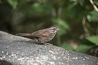 Song Sparrow Near Seeds