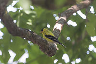 American Goldfinch Male Under Shade