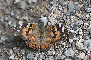 Painted Lady In Gravel