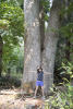Giant Sized Cottonwood Tree