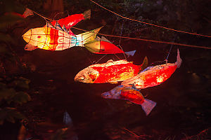 Salmon Over Stream