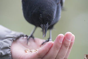 Blackbird In Hand