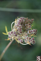 Wild Carrot Gone To Seed