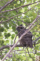Great Horned Owl In Cottonwood Tree