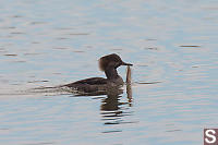 Immature Hooded Merganser With Fish