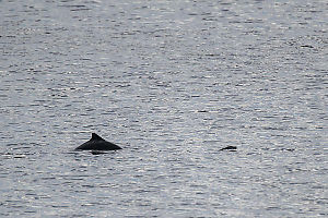 Harbour Porpoise Swimming By