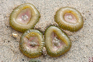Four Anemones In The Sand