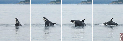 Orca Breaching Composite