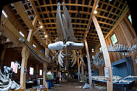 Skeleton in the Whale Interpretive Centre (Telegraph Cove)