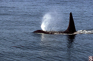 Female Orca Blowing