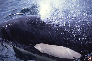 Orca Exhaling