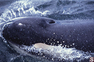 Orca Inhaling